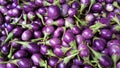 Eggplant sale in the market. Royalty Free Stock Photo